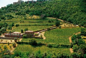Il Marroneto