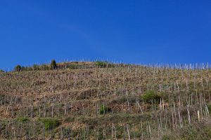 Rousset vineyards