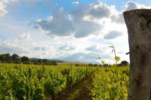 Cantina Madonna della Grazie Giuseppe Latorraca Growing Season Liscone Vineyard