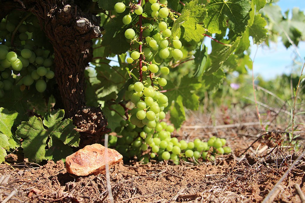 Itata grapes and rocks