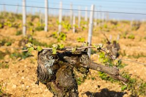 Pinot Noir Vines in Sancerre