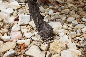 Soil in Chablis