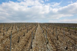 Christophe Vineyard