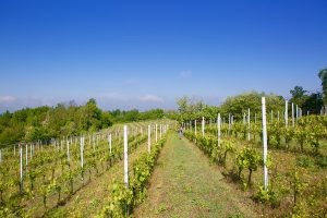 Crotin Vineyards