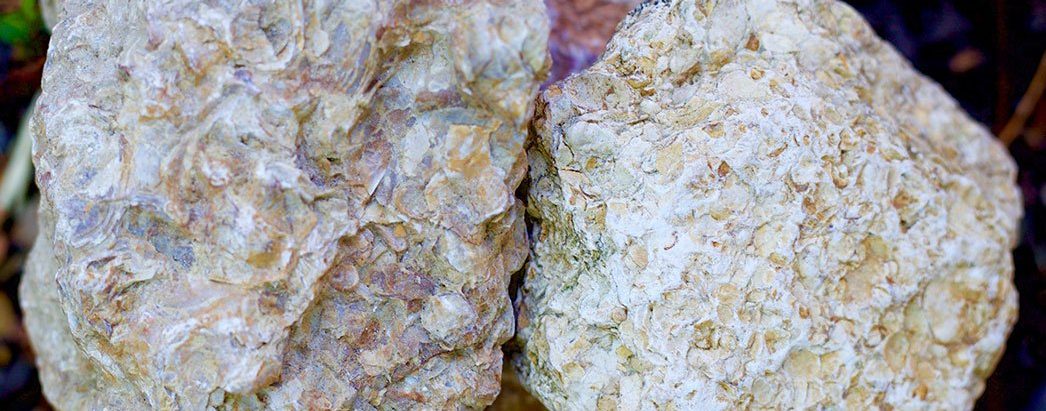Kimmeridgian Rocks