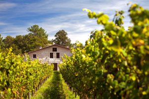 Corisca vineyard