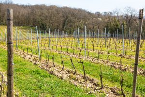 Ville Rouge Vineyards