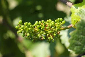 Riesling grapes
