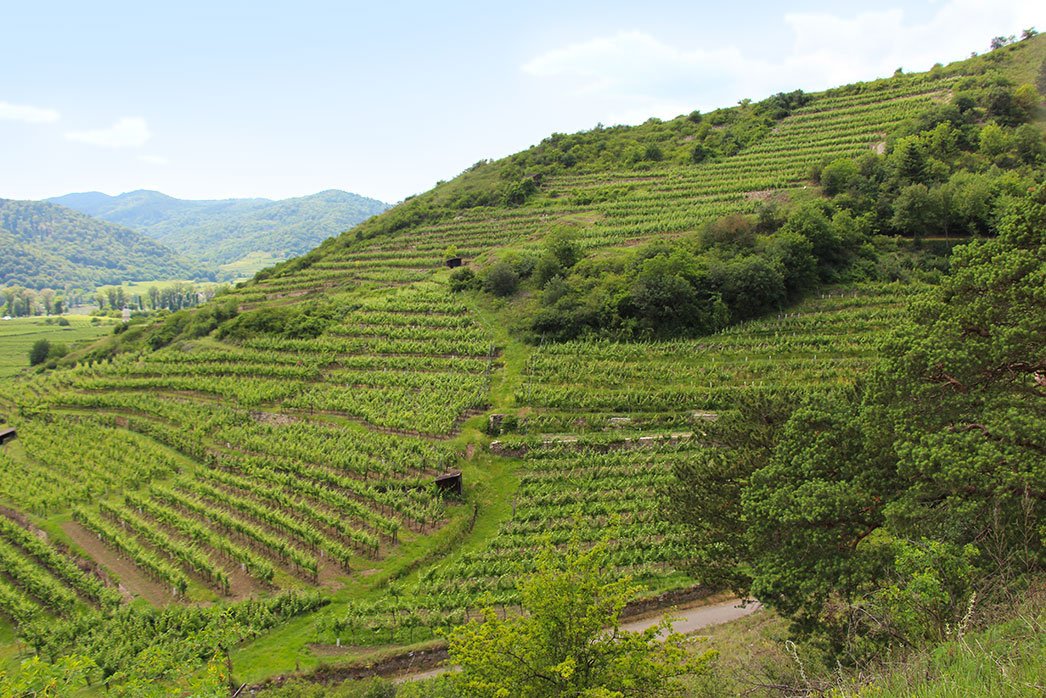 Vineyard in the Wachau