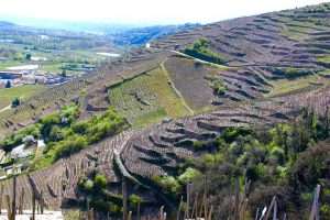 Pierre Benetiere Vineyard