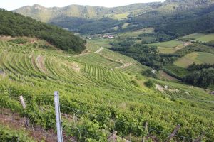 Peter Veyder-Malberg Vineyards