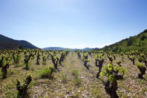 Pas de l Escalette Vineyard