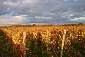Cantalaudette Vineyards