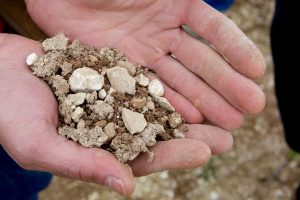 Rocks in Sancerre composed of Kimmeridgian, an ancient tiny sea creature that closely resembles today’s oyster