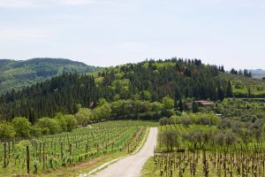 Riecine Vineyards