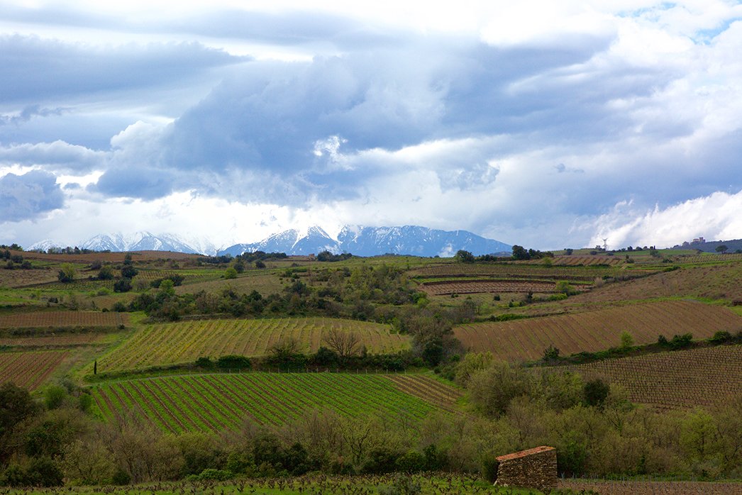 Roc des Anges vineyard