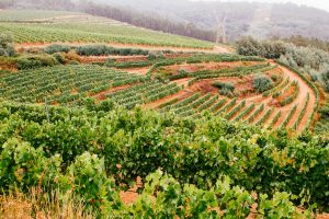 Bodegas Paraguas vineyard