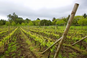 Bodegas Paraguas vineyard
