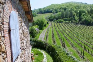 Caparsa Vineyard