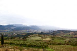 Pique Basses Lay of Land