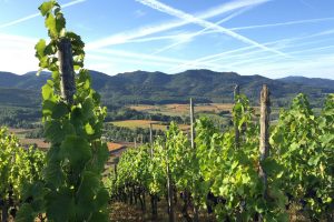 Wasenhaus Vineyards