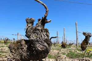Sauvignon blanc vines from François Crochet's vineyards in Sancerre