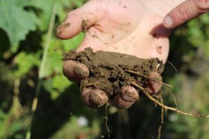 Soil from Arnaud Lambert's vineyard in Breze