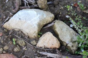 Rocks from Cabernet Franc vineyards in Saumur