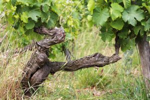 Organic Chenin blanc vines in Côteaux du Layon