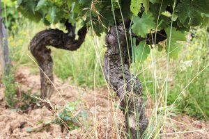 Chenin blanc vines organically grown by Patrick Baudouin