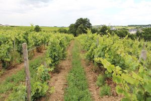 Patrick Baudouin's Côteaux du Layon vineyard.