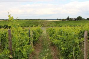 Patrick Baudouin's vineyard in Côteaux du Layon, Anjou, Loire Valley