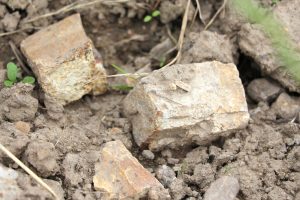 Rocks from Patrick Baudouin's vineyard in Anjou