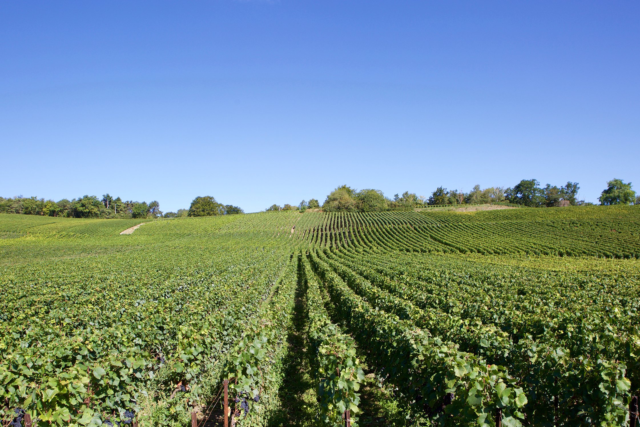 Champagne Ponson Paul Gadiot The Source