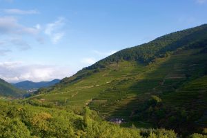 Peter Veyder-Malberg Vineyards