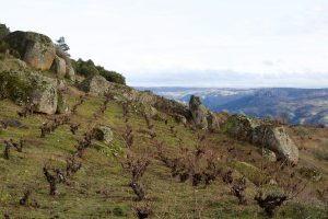Arribas Wine Company Vineyard