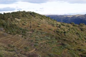 Arribas Wine Company