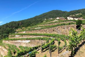 Fazenda Agrícola Prádio vineyard in Ribeira Sacra, Galician