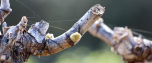 Bud break grapes