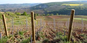 Saint-Aubin vineyard facing Chassagne-Montrachet