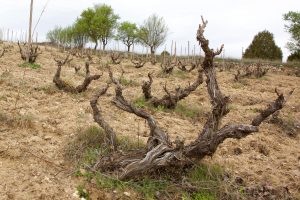 Cesar Fernandez Carremolino vineyards