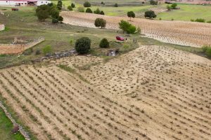 Cesar Fernandez vineyards