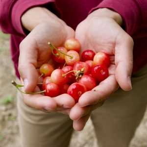 The epic cherries and Margherita's hands