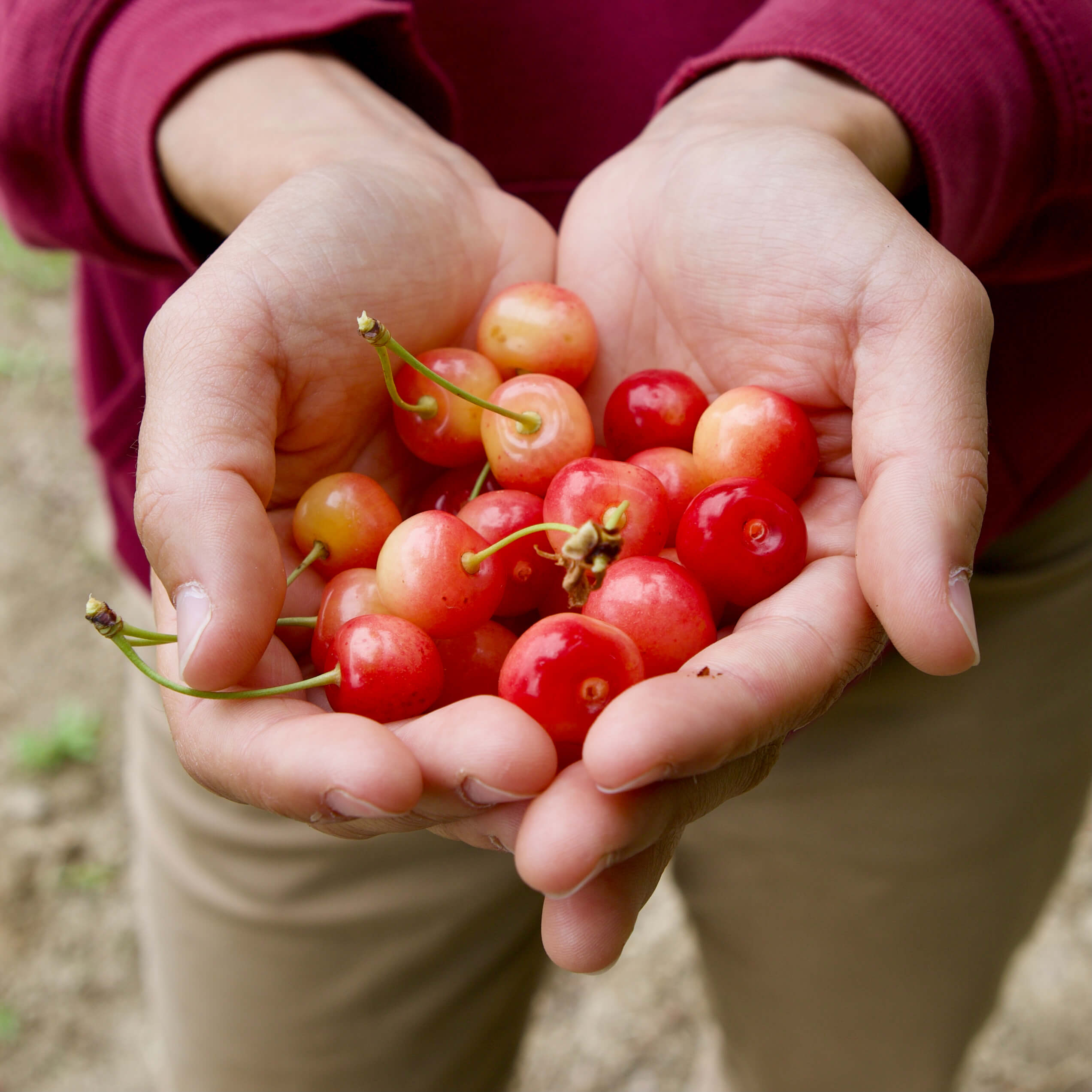 The epic cherries and Margherita's hands