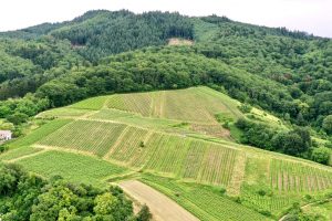 Wasenhaus Vineyards