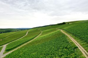 Wasenhaus Vineyards