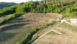 Augalevada Vineyard