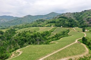 Davide Carlone Vineyard