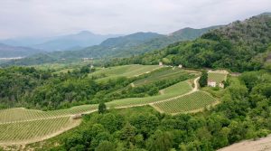 Davide Carlone Vineyard