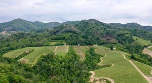 Davide Carlone Vineyard